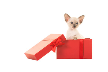 Cute siamese baby cat kitten in a red present box for christmas or valentine isolated on a white background