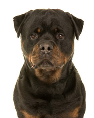 Rottweiler dog portrait facing the camera isolated on a white background