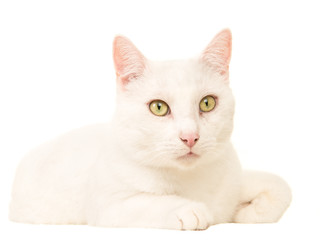 White cat lying down isolated on white background