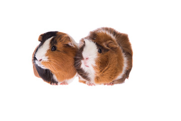 Two cute guinea pigs looking at the left isolated on a white background