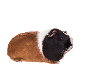 Guinea pig seen from the side isolated on a white background
