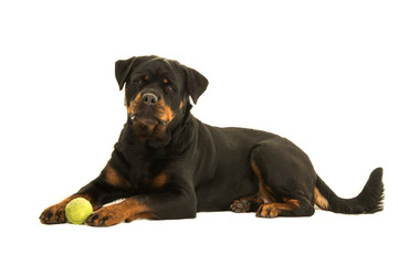 Rottweiler dog with ball lying down isolated on a white background