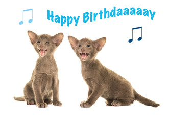 Happy birthday card with two grey siamese sitting kittens singing happy birthday