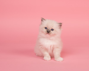 Cute sitting rag doll kitten baby cat on a pink background