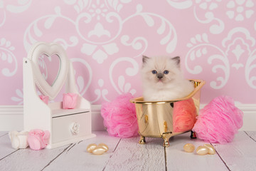 Cute rag doll baby cat in a golden bath in a pink bathroom setting
