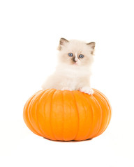 Cute cuddly ragdoll kitten baby cat sitting in a orange pumpkin isolated on a white background