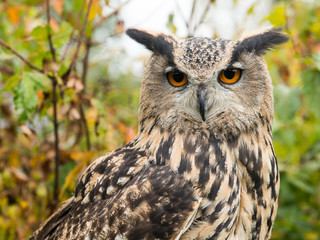 Portrait of a eagle owl with trees on the background