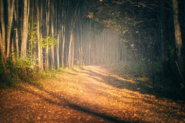 Sunny forest road in autumn season