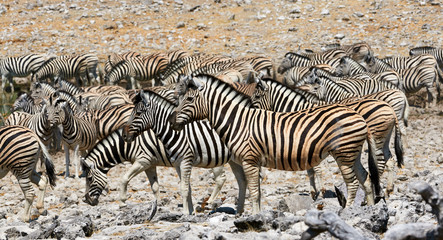 Fototapeta na wymiar Herd of zebras