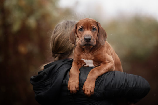 Beautiful dog rhodesian ridgeback 
