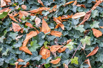 autumn leaves in the street