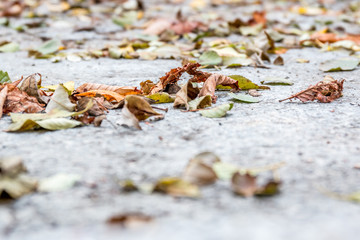 autumn leaves in the street