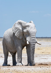 Fototapeta na wymiar Big white elephant