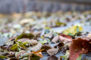 autumn leaves in the street