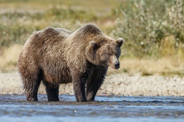 Obraz na płótnie Canvas Brown bear standing in the river at Alaska