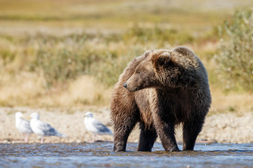 Brown bear standing in the river at Alaska