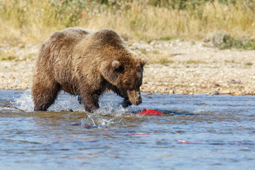 Brown bear chasing sockeye salmon in the river at Alaska