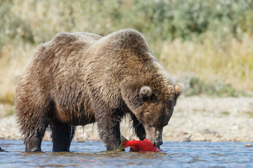 Brown bear eating sockeye salmon in the river at Alaska