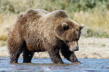Obraz na płótnie Canvas Brown bear chasing sockeye salmon in the river at Alaska