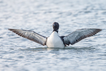 The great northern loon (Gavia immer) or Common Loon