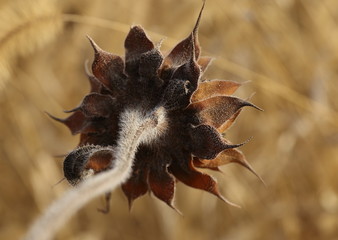 Sunflower in october.
Dry crooked sunflower at the end of season, showing rich shades of rusty brown and rough hairy texture.
