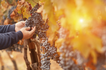 Farmer Inspecting His Wine Grapes In Vineyard