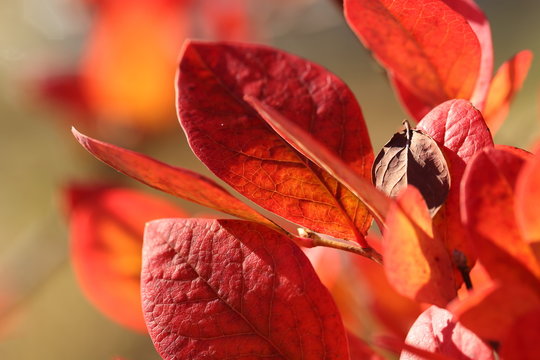 Red Leaves.
Close-up Of Backlit Red Blueberry Leaves In October.