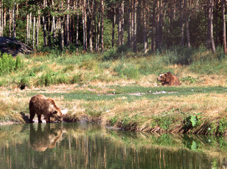Eurasian brown bears, Veresegyhaz, Hungary