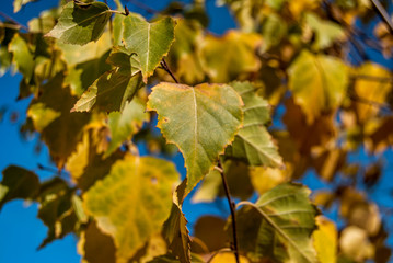 Autumn Birch Leaves