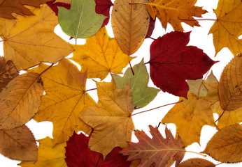 Autumn leaves on a white background