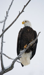 Bald eagle sitting in a tree. USA. Alaska. Chilkat River. An excellent illustration.