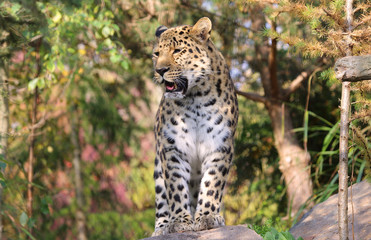 stehender Gepard
