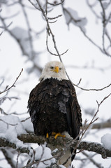 Bald eagle sitting in a tree. USA. Alaska. Chilkat River. An excellent illustration.