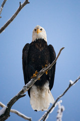 Bald eagle sitting in a tree. USA. Alaska. Chilkat River. An excellent illustration.