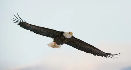 Papier Peint photo Lavable Aigle Bald eagle in flight. USA. Alaska. Chilkat River. An excellent illustration