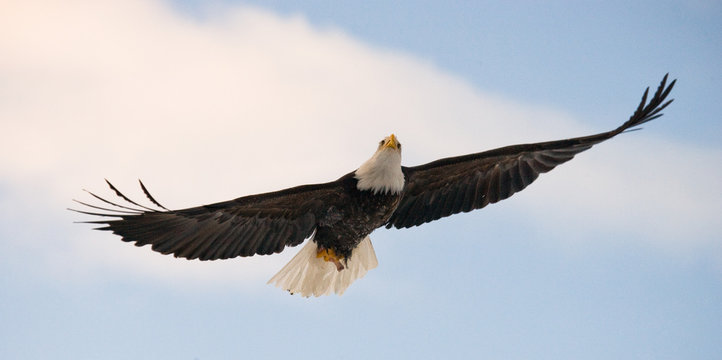 Bald eagle in flight. USA. Alaska. Chilkat River. An excellent illustration