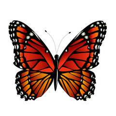 The Monarch butterfly  vector