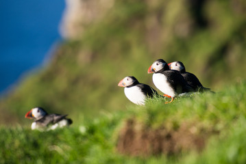 Atlantic puffin, Fratercula arctica