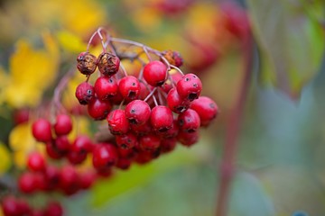 Erntezeit - fr&uuml;chte des feuerdorns im herbst