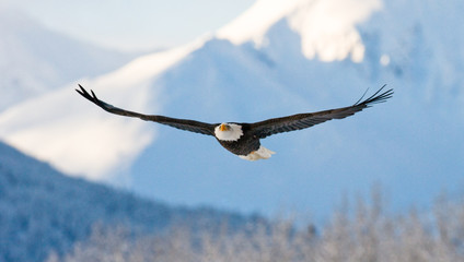 Pygargue à tête blanche en vol sur fond de montagnes enneigées. ETATS-UNIS. Alaska. Rivière Chilkat. Une excellente illustration.