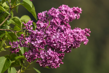 Fototapeta na wymiar isolated lilac flowers in bloom