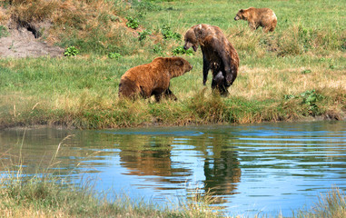 Fototapeta premium Eurasian brown bears, Veresegyhaz, Hungary
