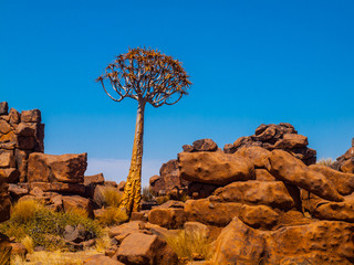 Quiver tree in namibian Giant's Playground