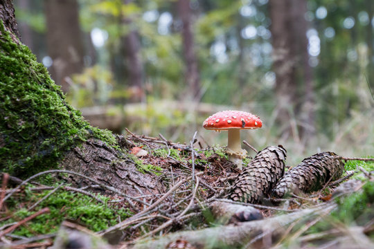 Fly agaric (Amanita Muscaria), poisonous mushroom in the forest of the Taunus mountain, Frankfurt, Germany,