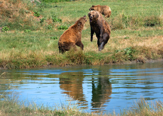Eurasian brown bears, Veresegyhaz, Hungary