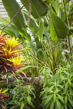 Ogr&oacute;d botaniczny