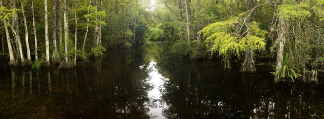 Panorama of cypress forest and creek through swamp in Florida's Everglades