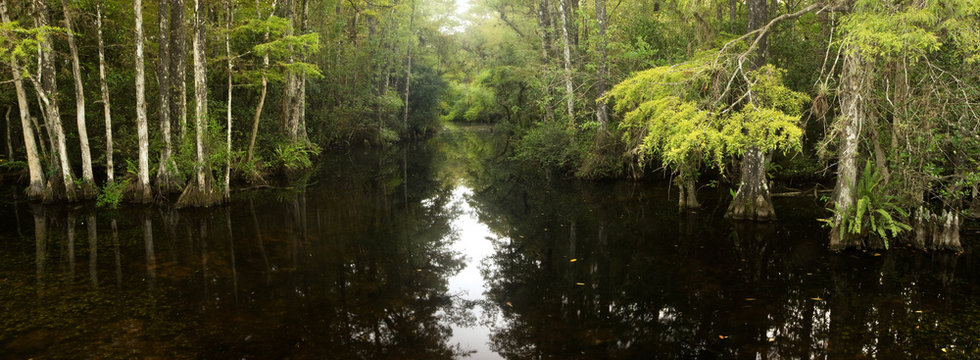 Fototapeta Panorama of cypress forest and creek through swamp in Florida's Everglades