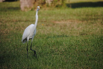 a beautiful white bird free in the park down by the river