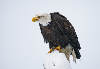 Bald eagle sitting in a tree. USA. Alaska. Chilkat River. An excellent illustration.